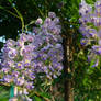 Wisteria 11