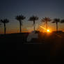 Palm Tree Sunset.