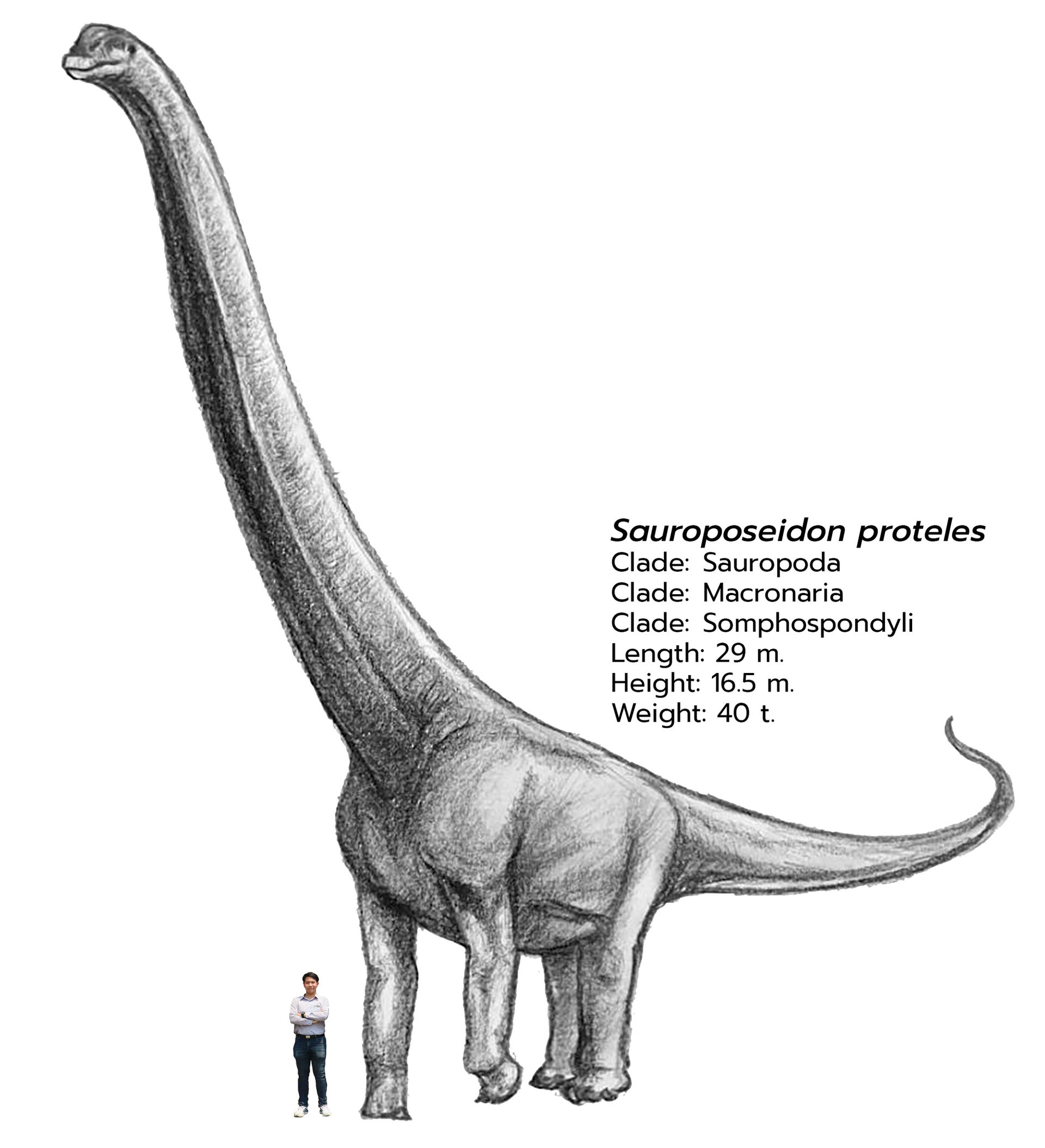 Sauroposeidon Sketch By Kendiplo On DeviantArt sauroposeidon-sketch-by-kendiplo-on-deviantart