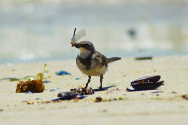 Wagtail