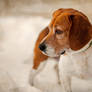 A Beagle On Canvas