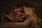Life and Death in the African Bush by peterohara