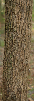 Bark Texture 03