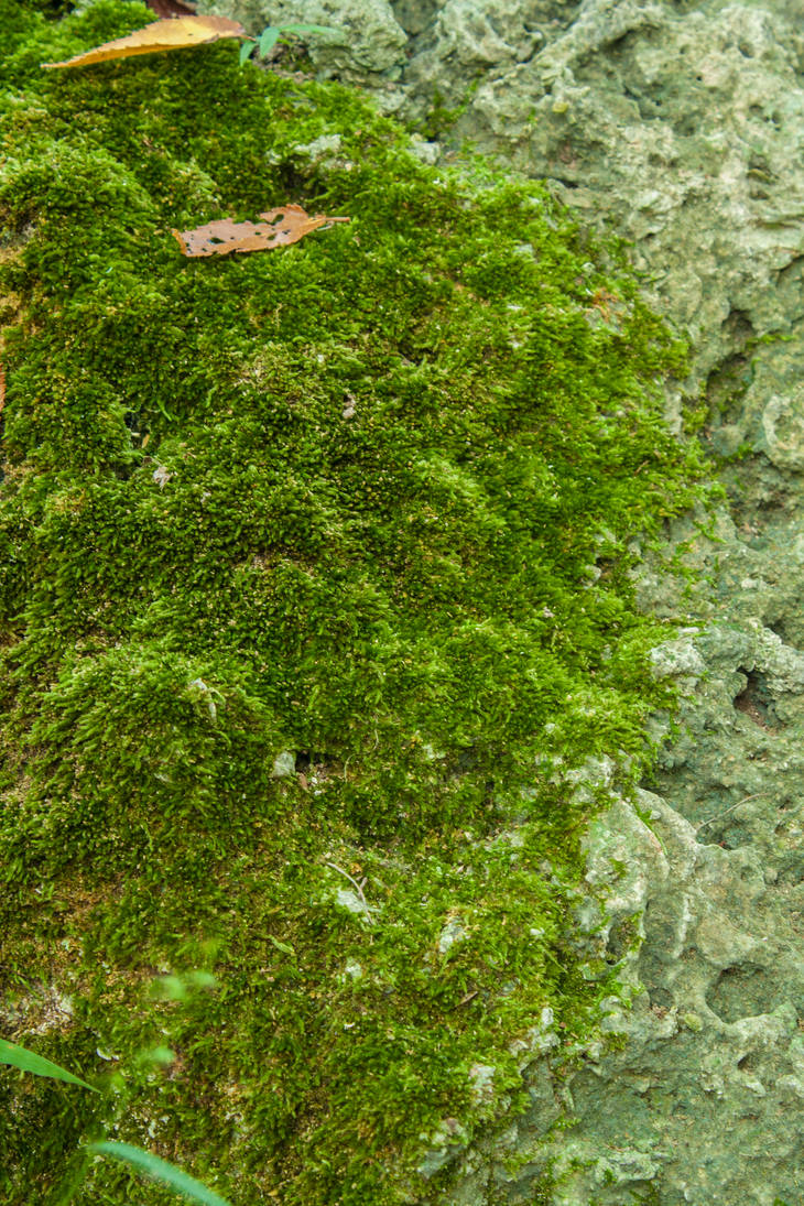 Moss Texture 02 by Lizzie-Bitty on DeviantArt