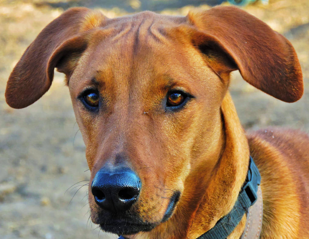 Tucker-Rhodesian Ridgeback by Adria-Garrison on DeviantArt