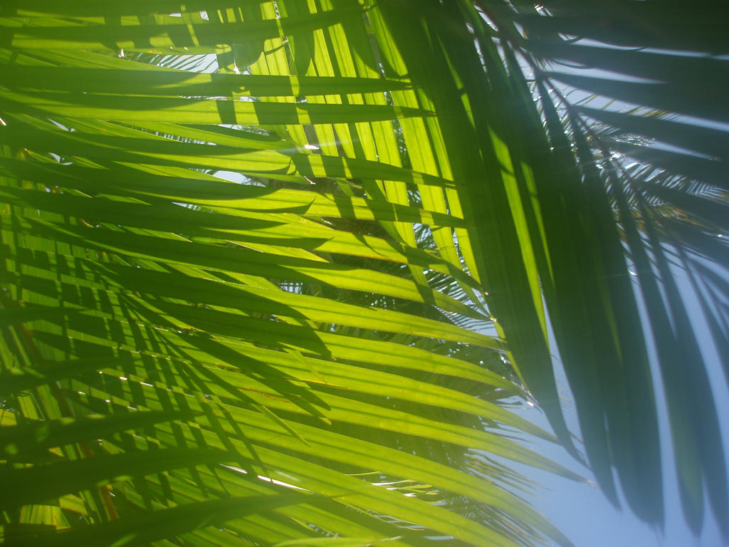 Leafy Palms!