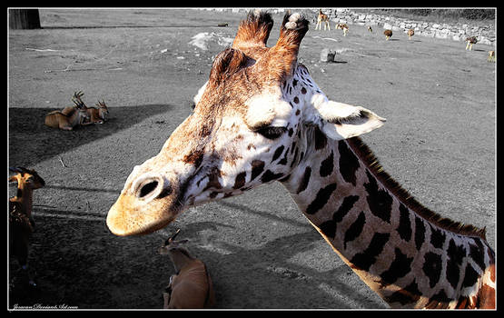 Giraff