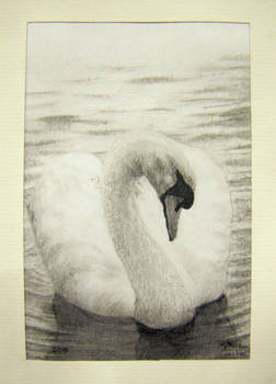 Swan