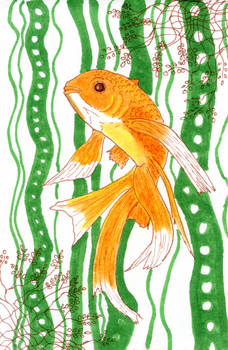 Goldfish and Kelp