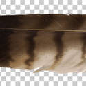 Red-tailed hawk feather PNG