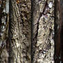 Tree bark - texture pack