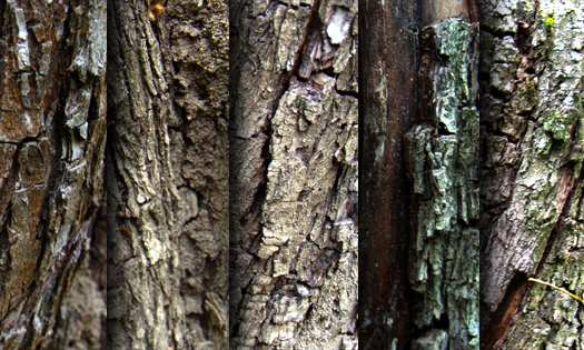 Tree bark - texture pack