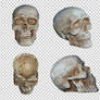 Human skull ornament PNG