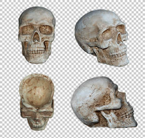 Human skull ornament PNG