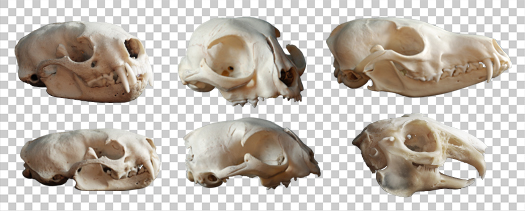 Animal skulls PNG