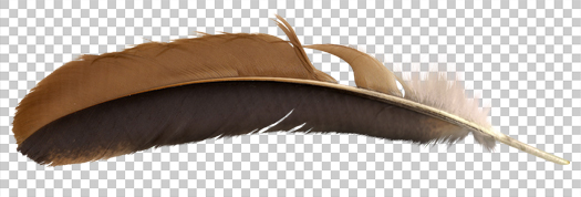 Chicken feather PNG