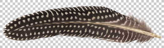 Guineafowl feather PNG