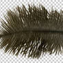 Ostrich feather PNG