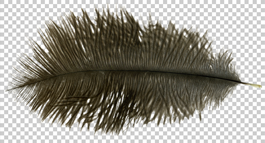 Ostrich feather PNG