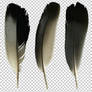 Pigeon feathers PNG