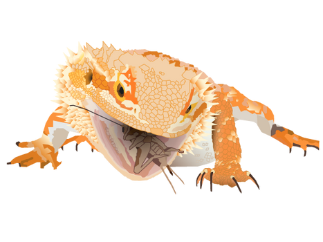 Bearded Dragon Vector