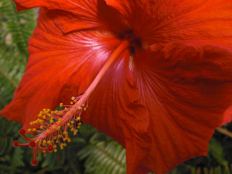 Hibiscus