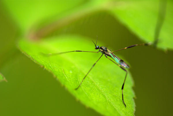 3 Legged Fly