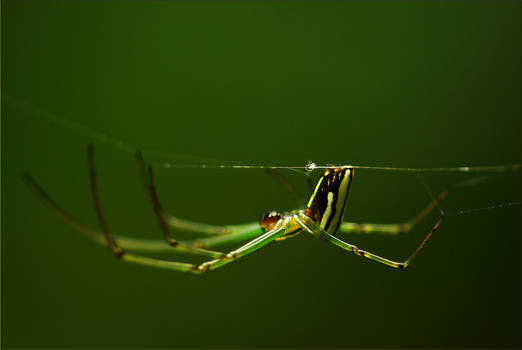 Formosan Spider