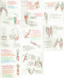 Muscles of the Human Body + OIA