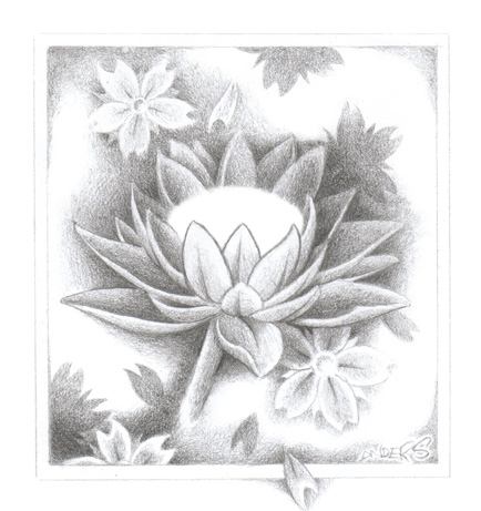 Lotus flower 3