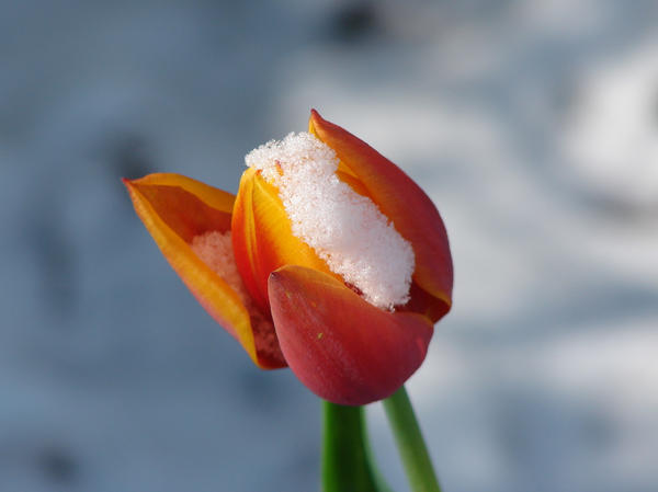 Snow Capped Easter Tulip