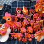 Scootaloo Swarm!