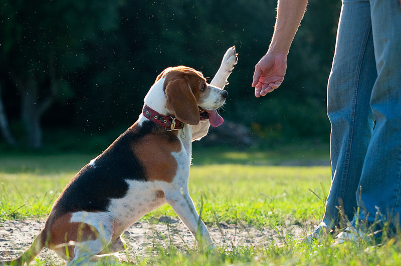 high five