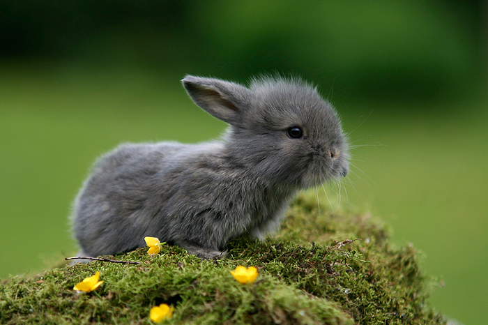 Buttercup Bunny