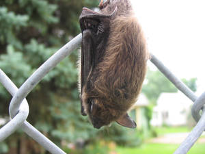 Brown Bat