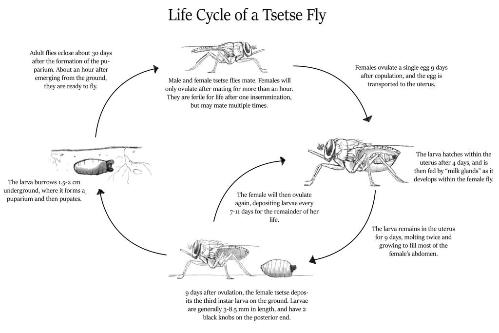 Tsetse Fly. Anisakidae Lifecycle. Feeding the Tsetse Fly. Life Cycle of a Spyder.
