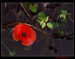 Drowned poppy