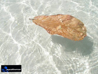 --- leaf on the sea --- by marzbluerose