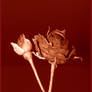 Valentine rose