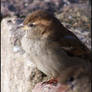 Meddlesome sparrow