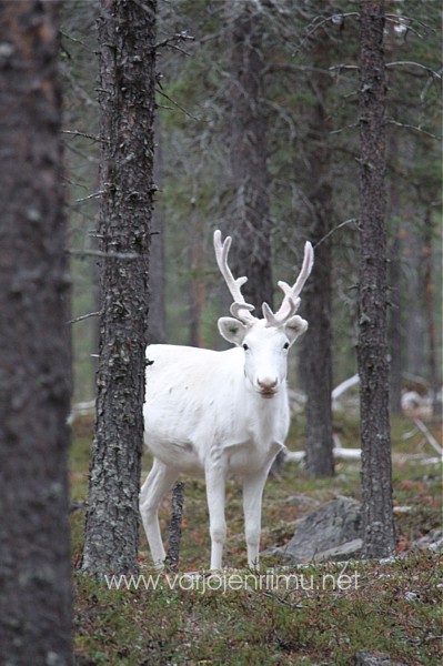 Reindeer magic