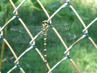 Dragonfly