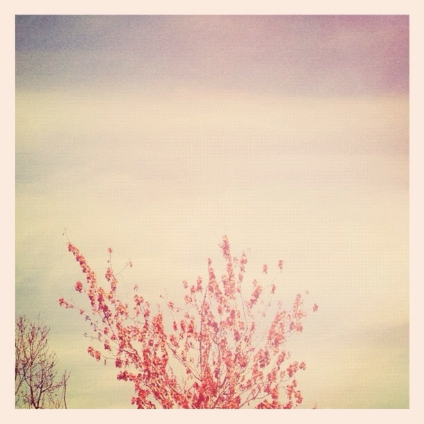 Red Tree, Blue Sky