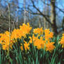 Daffodils 2