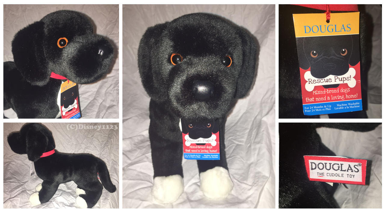 douglas rescue dogs twister black lab