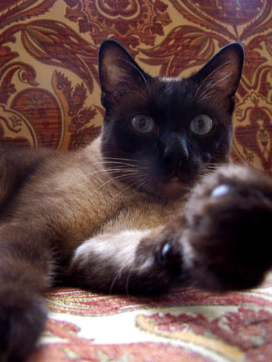 osman the cat by ezasar on DeviantArt
