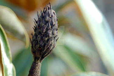 Magnolia Bud