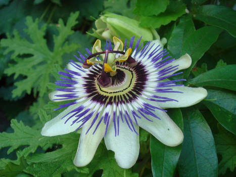 passion fruit flower