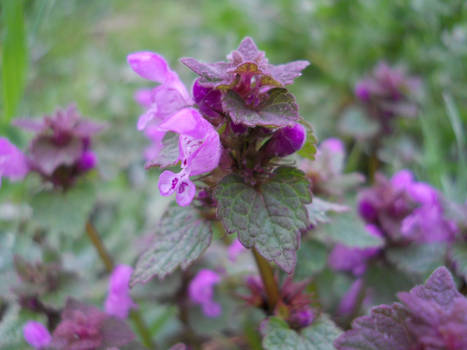 Purple nettle