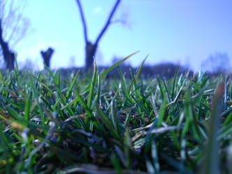 Grass